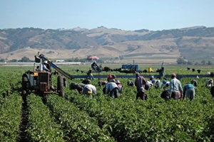 A bunch of workers walking down the farm field
